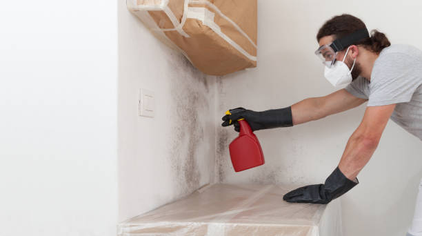 Professional Basement Mold Remediation technician working in Saint Thomas, PA