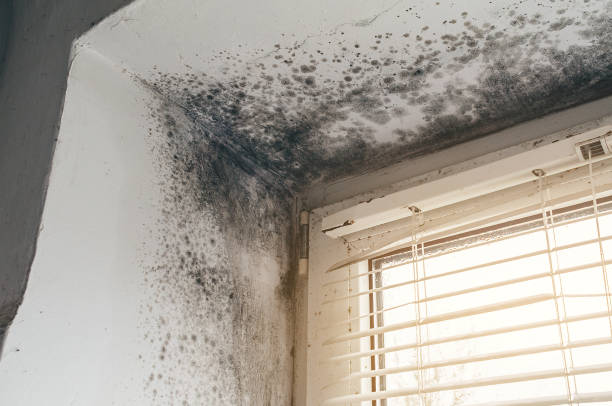 Affordable Basement Mold Remediation solutions in Saint Thomas, PA