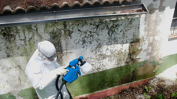 Top rated local Basement Mold Remediation specialists in Saint Thomas, PA